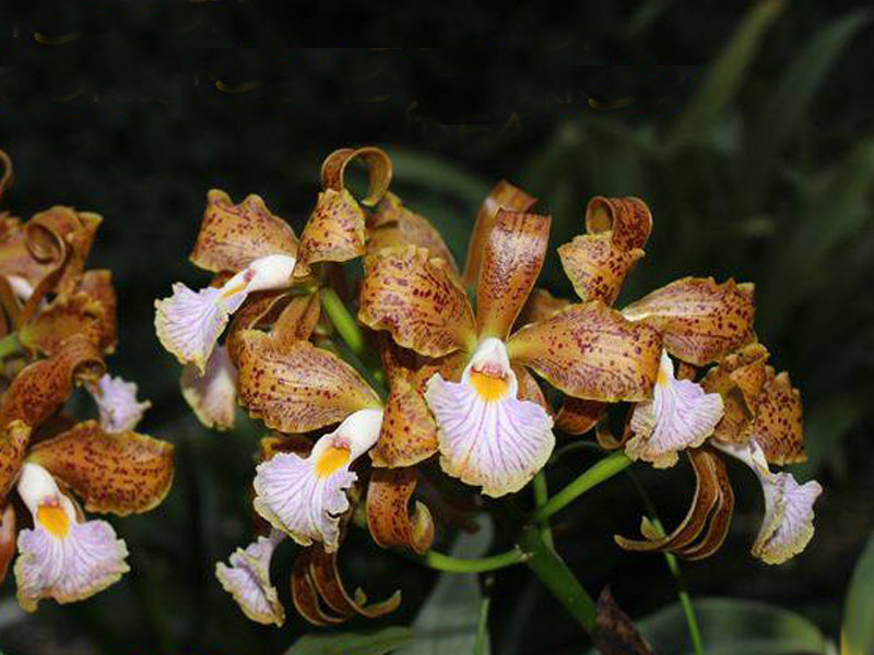 Exposição de Orquídeas da AOSP