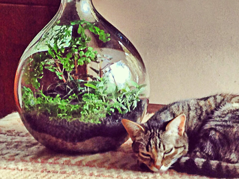 Lançamento da coleção de terrariums Bothanica Bonita